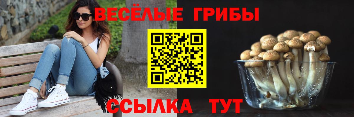Кудрово  Галлюциногенные грибы Psilocybe  Псилоцибиновые грибы мухоморы  Вход с VPN 